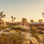 Person sitting on a rock in a peaceful autumn forest, symbolizing self-reflection and explaining how does therapy work for trauma.