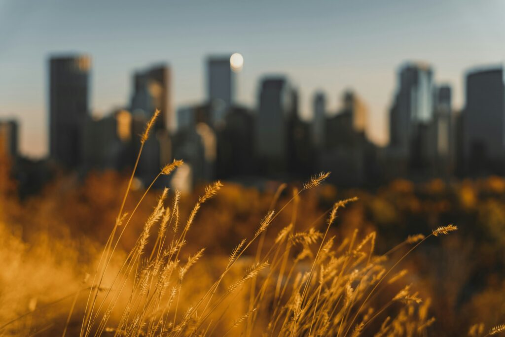 Soft grass appears in focus while distant buildings blur into the background, blending nature with a subtle urban presence.