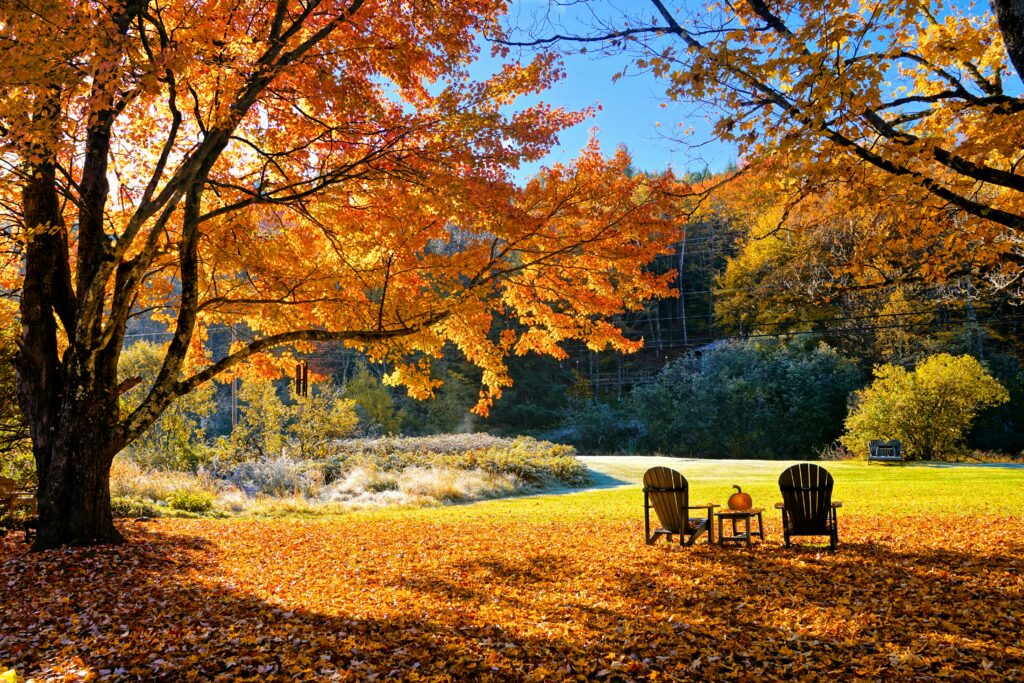 Autumn forest scene with a chair and table, warm fall colors creating a quiet, reflective outdoor space