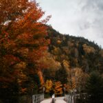 A Bridge splits into two paths with greenery on both sides, representing choice, direction, and movement.