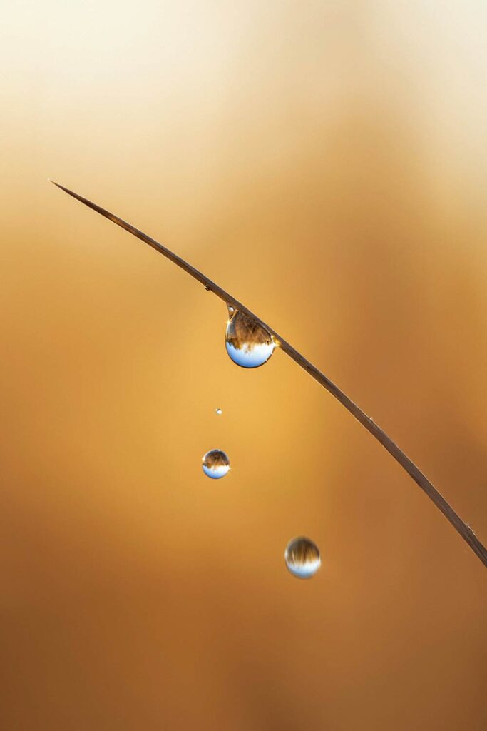 Close view of a twig with water droplets falling gently, capturing a moment of stillness, sensitivity, and natural release