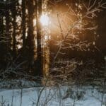 Snow-covered trees at sunrise, gentle morning light creating a peaceful winter landscape