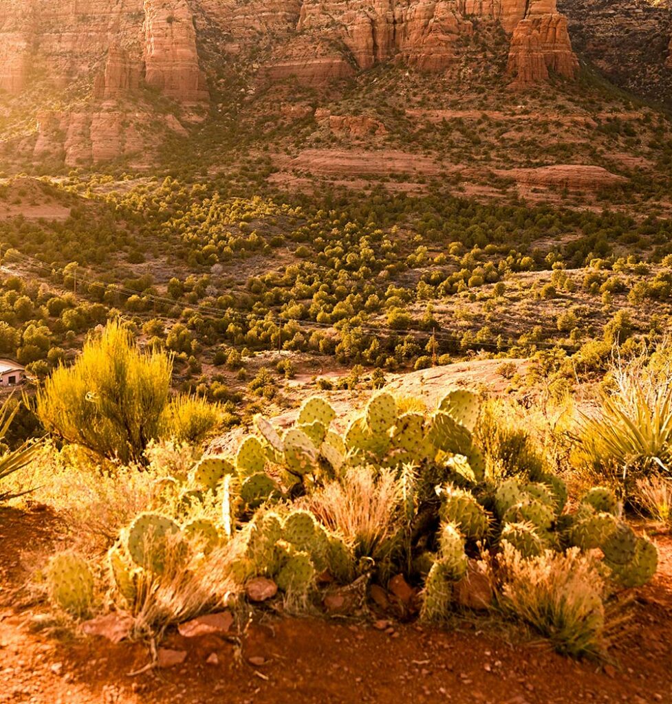 Desert landscape with cacti and distant mountains under an open sky, wide natural scenery evoking clarity