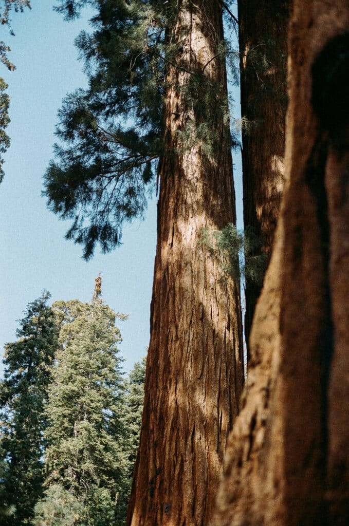  Close-up of two trees with soft-focused forest in the background