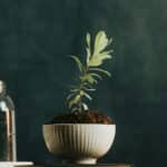 A green houseplant placed on top of stacked books creates a calm and thoughtful workspace atmosphere