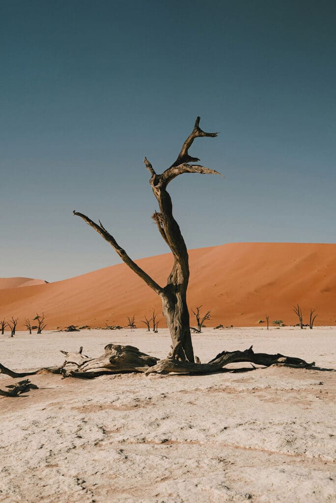 A lone dry tree standing in an open desert landscape under a clear sky, symbolizing resilience and quiet reflection
