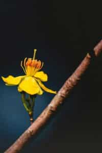 Close-up of a flower blooming in soft natural light, delicate petals opening, symbolizing growth, renewal, and transformation.