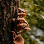 Cluster of mushrooms growing on the side of a tree, detailed texture and earthy tones highlighting natural growth and resilience.