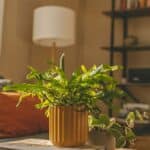  Potted plant on a table in a calm office space, growth, and a grounded environment.