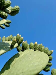  Cactus standing in a dry landscape with textured detail, highlighting resilience and quiet strength in a simple natural scene