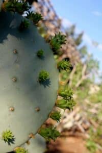 Close-up of a cactus plant, symbolizing resilience, protection, and strength through challenging environments.