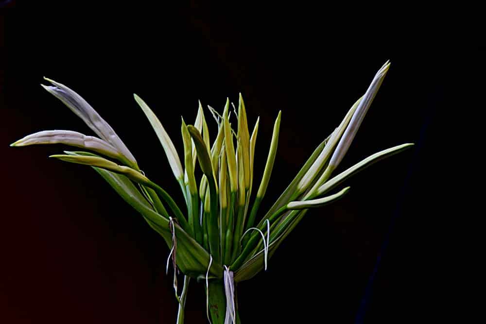 a close up of a flower