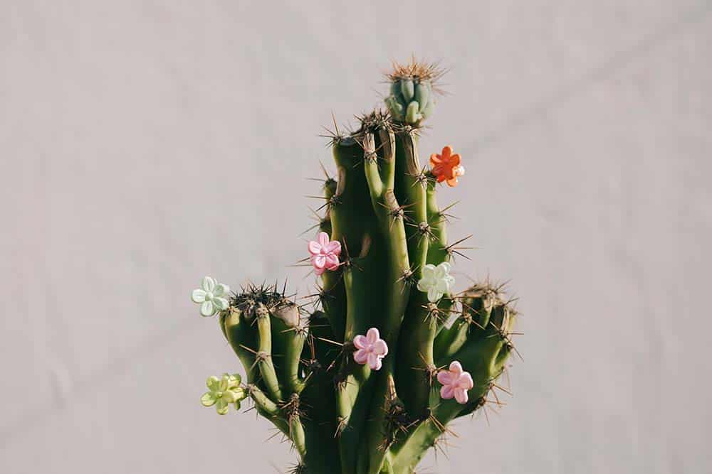 cactus decorated with colorful flower shaped ornaments