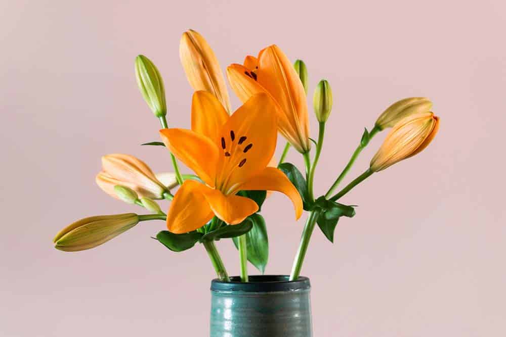 orange tulips in blue glass vase