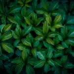 A full background pattern of dense, dark green star-shaped leaves with visible vein textures.