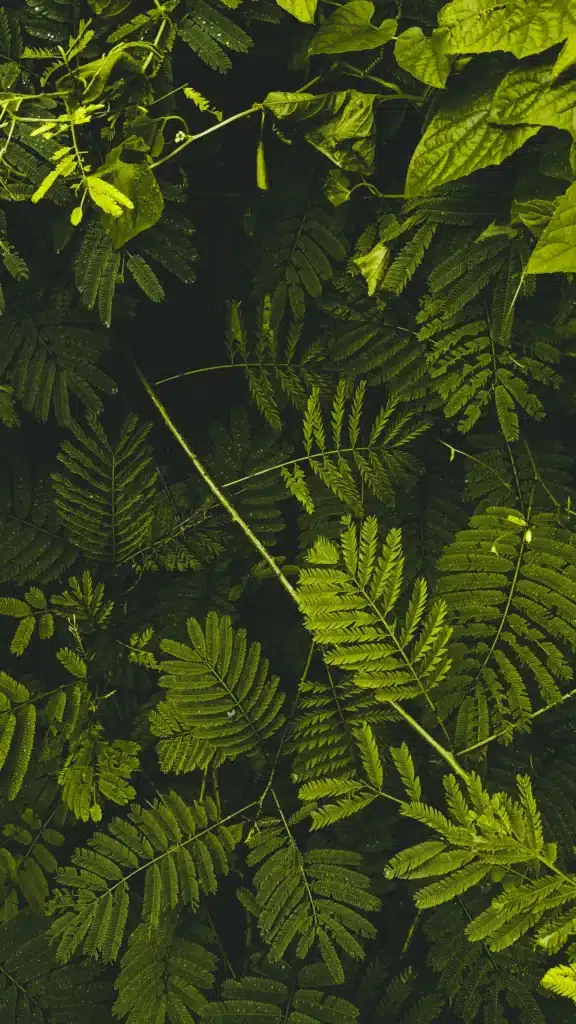 Dense overhead shot of vibrant green fern leaves and tropical foliage overlapping against a dark background.