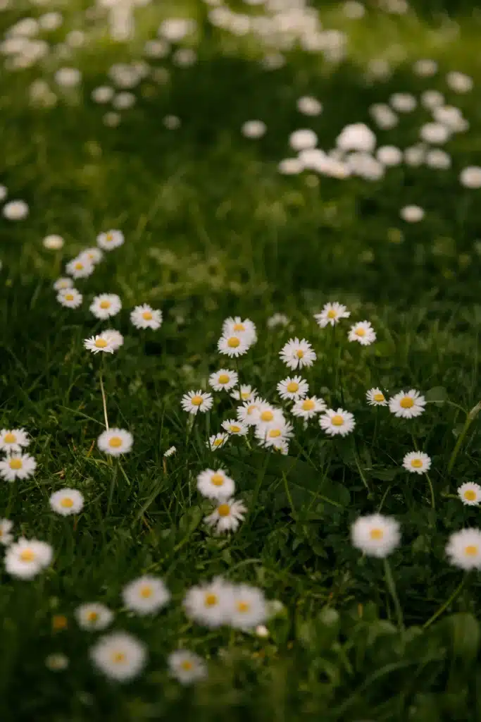 Small white daisies with bright yellow centers scattered across a lush green grassy lawn.